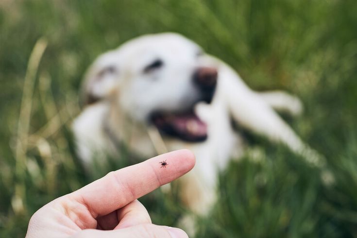 Toddler dies after tick bites while playing with…